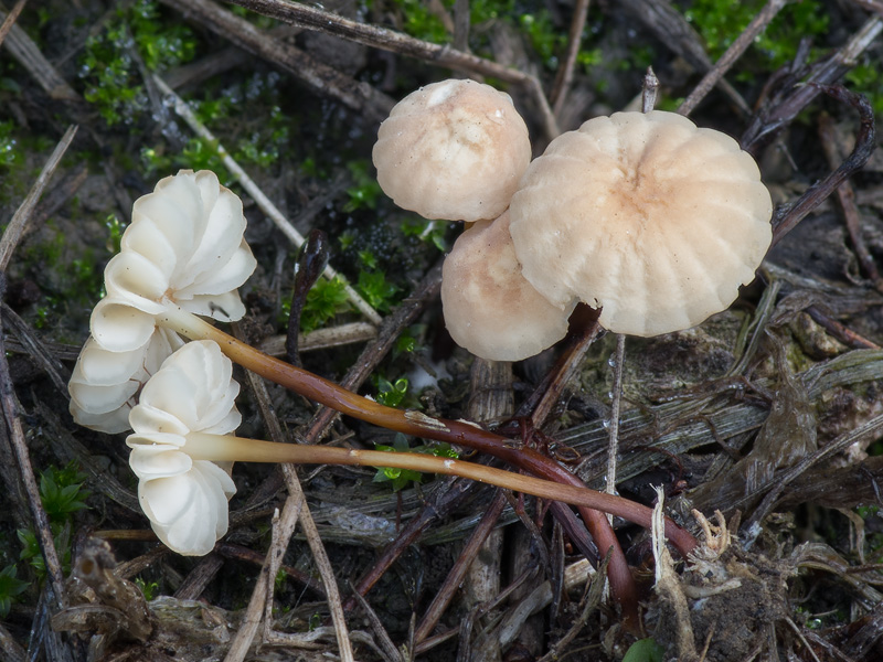 Marasmius anomalus